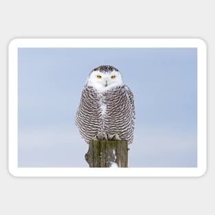 Snowy Owl on post Sticker